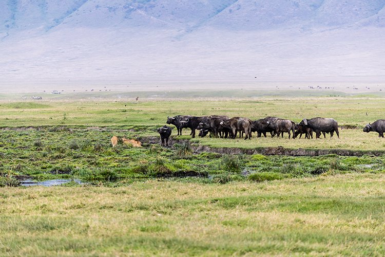 TZA ARU Ngorongoro 2016DEC26 Crater 040